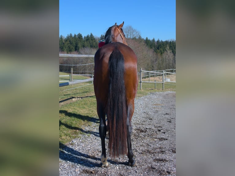 Thoroughbred Mare 5 years 17 hh Brown in Vöcklamarkt