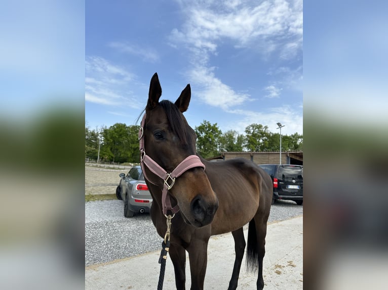 Thoroughbred Mare 5 years Bay-Dark in Valbrembo