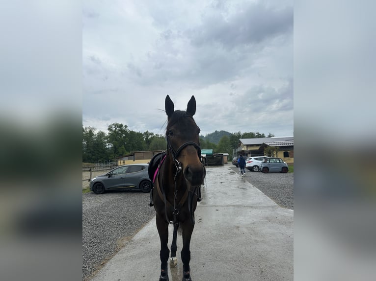 Thoroughbred Mare 5 years Bay-Dark in Valbrembo