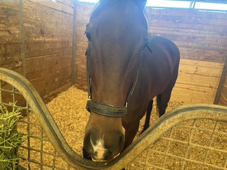 Thoroughbred Mare 5 years Bay in Hallandale