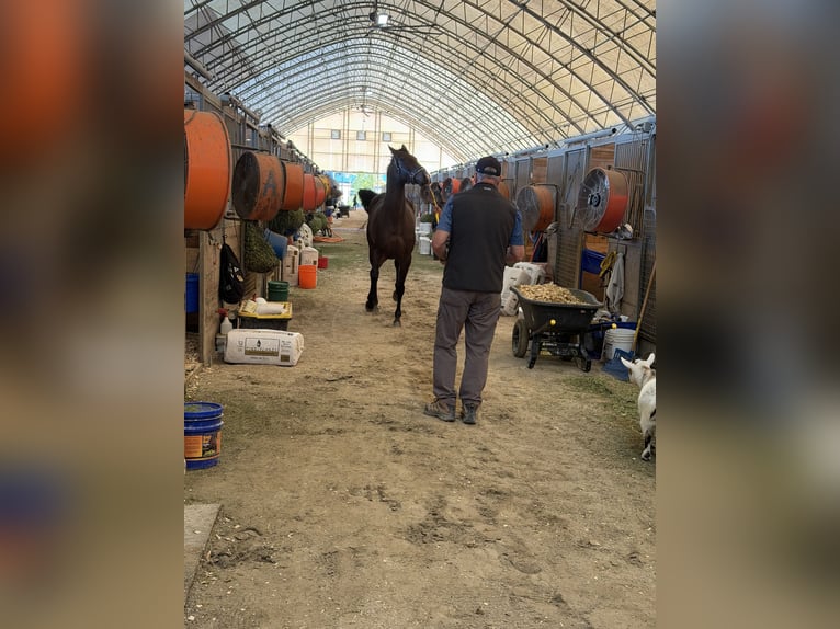 Thoroughbred Mare 5 years Bay in Hallandale