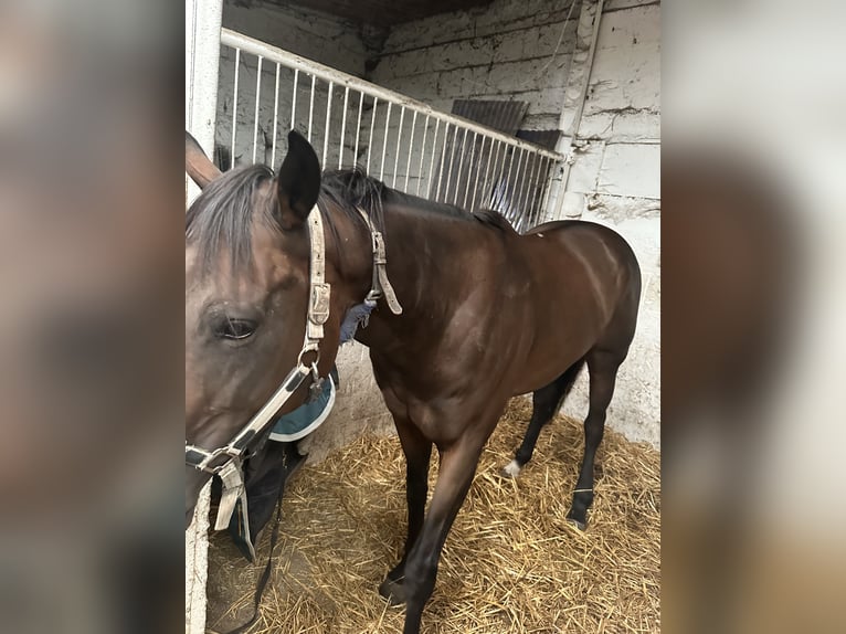 Thoroughbred Mare 5 years Brown in Landgraaf