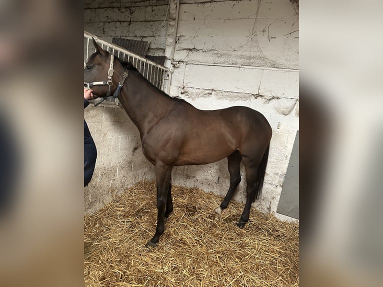 Thoroughbred Mare 5 years Brown in Landgraaf