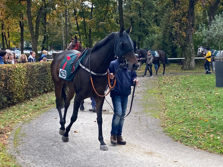 Thoroughbred Mare 5 years Brown in Leipzig