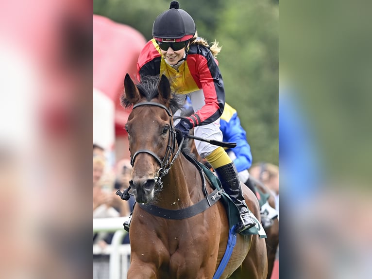 Thoroughbred Mare 5 years Brown in Lengerich