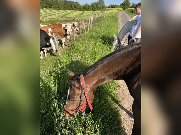 Thoroughbred Mare 5 years Brown in Knopp-Labach
