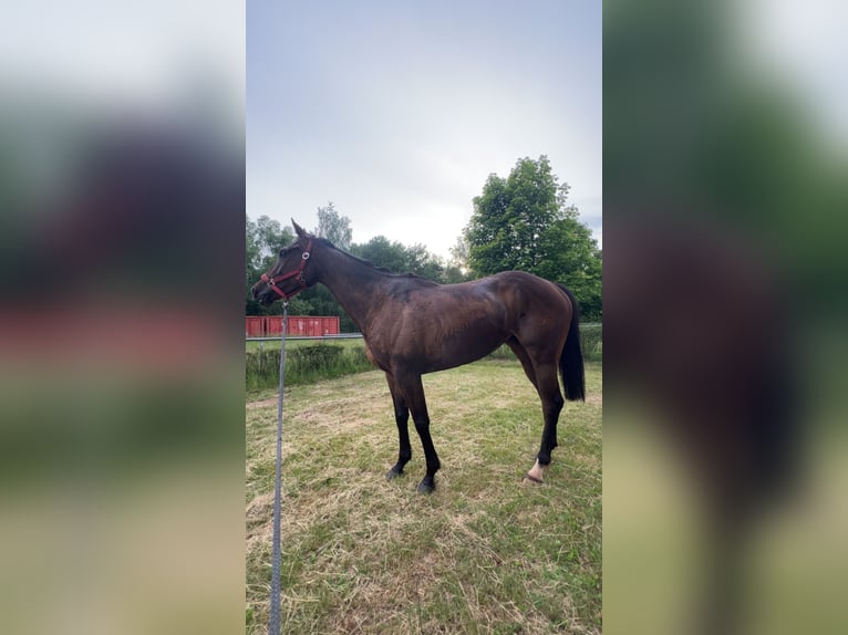 Thoroughbred Mare 5 years Brown in Knopp-Labach