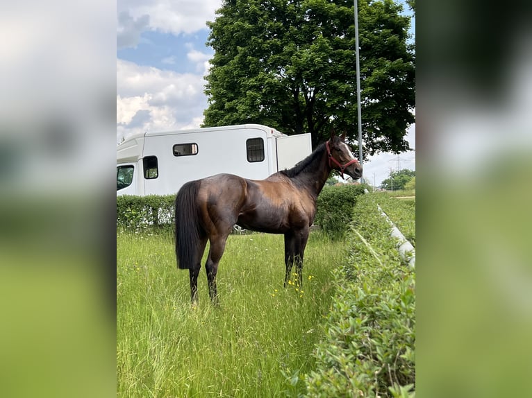 Thoroughbred Mare 5 years Brown in Knopp-Labach