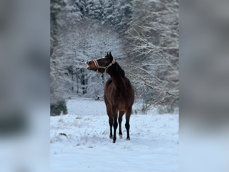 Thoroughbred Mare 5 years Brown in Knopp-Labach