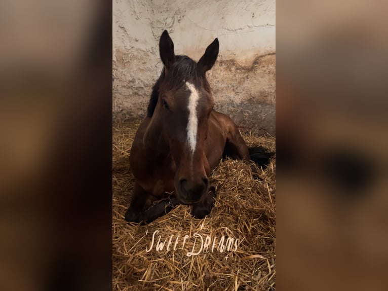 Thoroughbred Mare 5 years Brown in Knopp-Labach