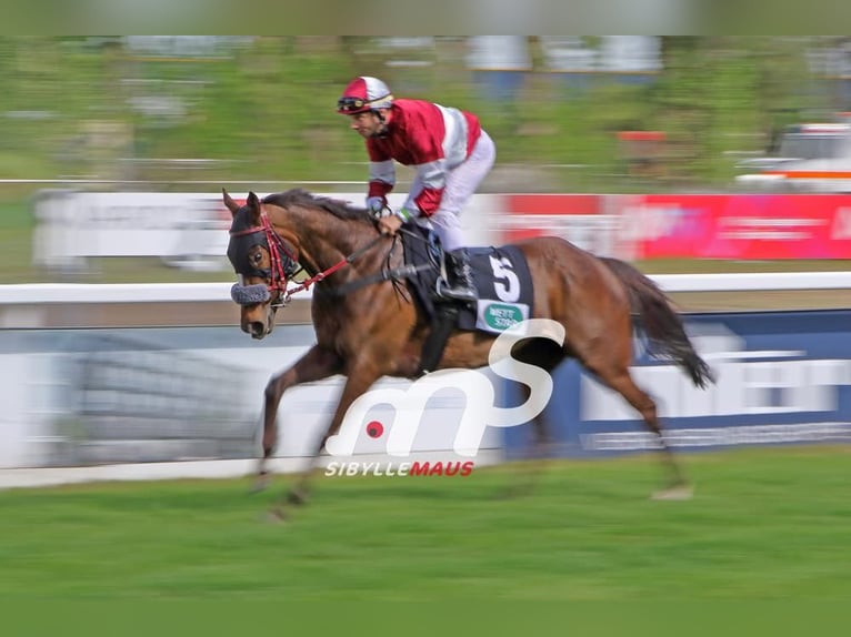 Thoroughbred Mare 5 years Brown in Knopp-Labach