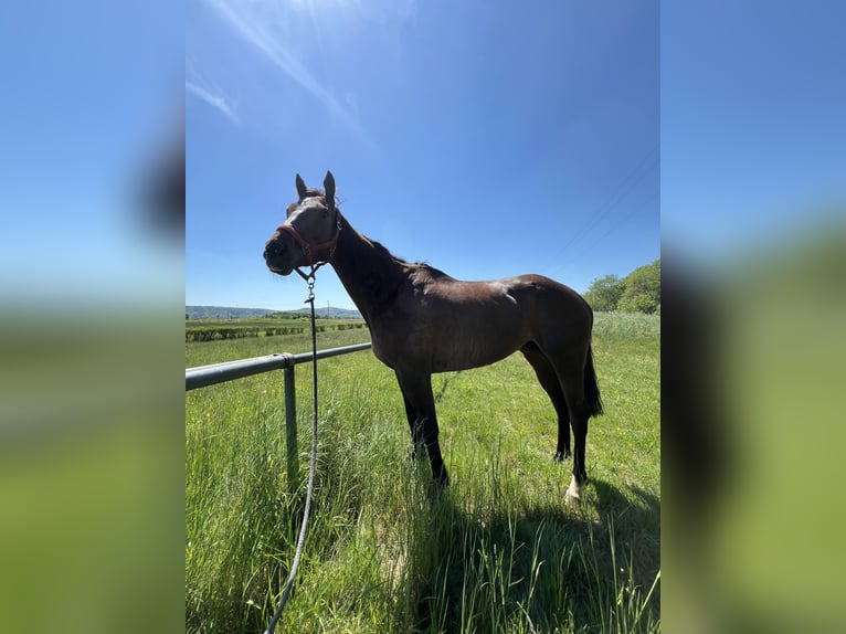 Thoroughbred Mare 5 years Brown in Knopp-Labach