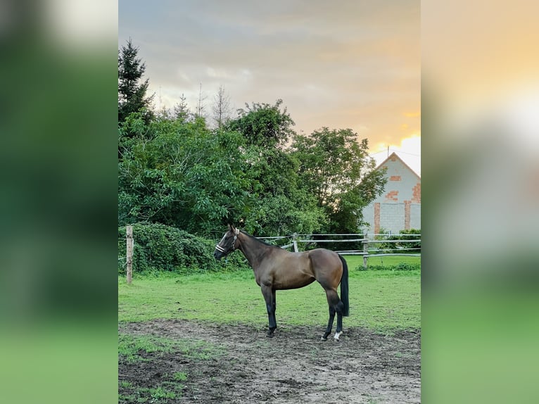 Thoroughbred Mare 5 years Brown in Knopp-Labach