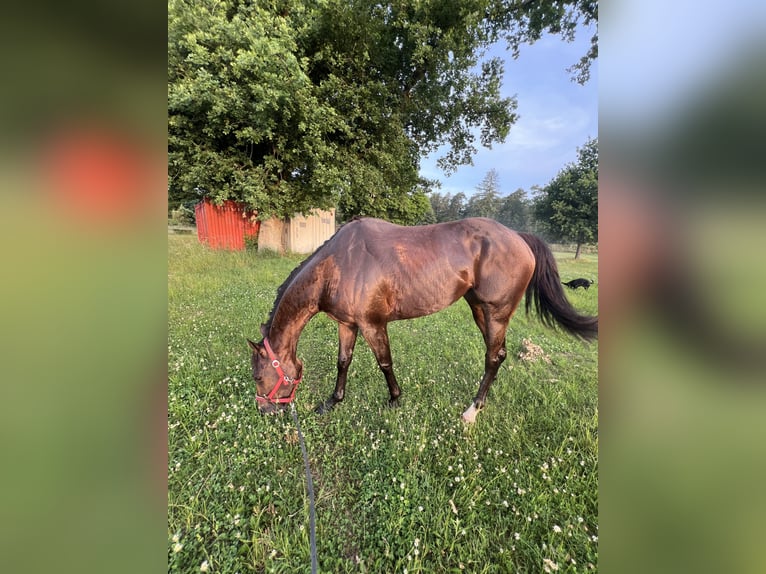 Thoroughbred Mare 5 years Brown in Knopp-Labach