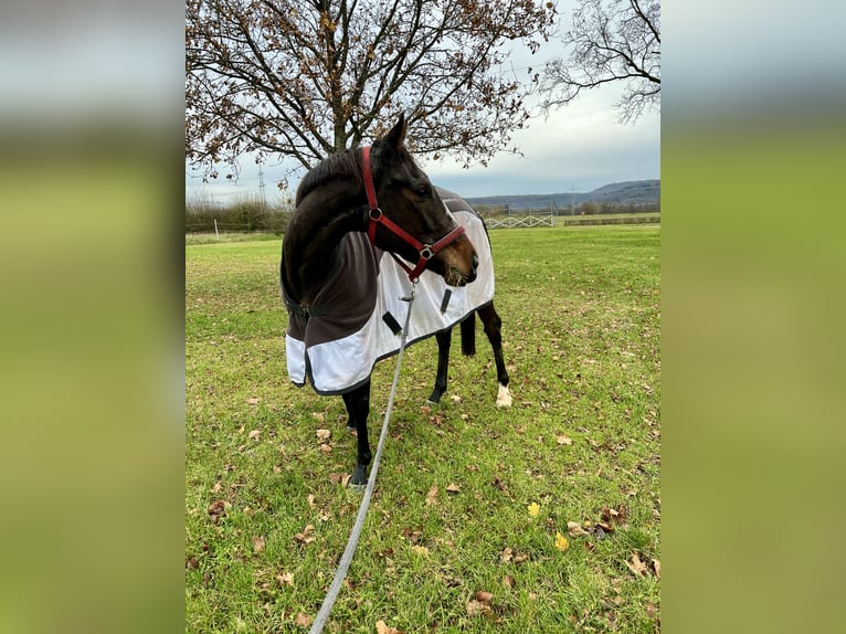 Thoroughbred Mare 5 years Brown in Knopp-Labach