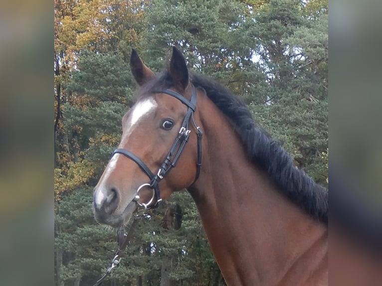 Thoroughbred Mare 5 years Brown in Lorch