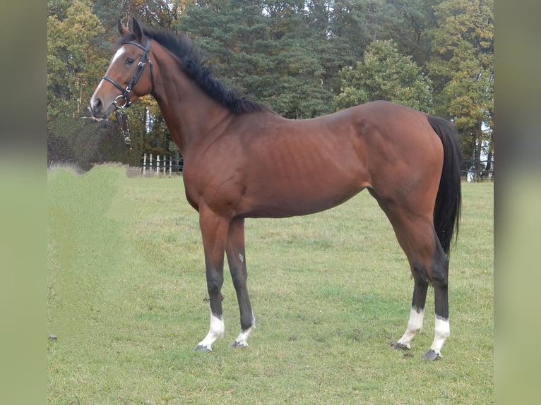 Thoroughbred Mare 5 years Brown in Lorch