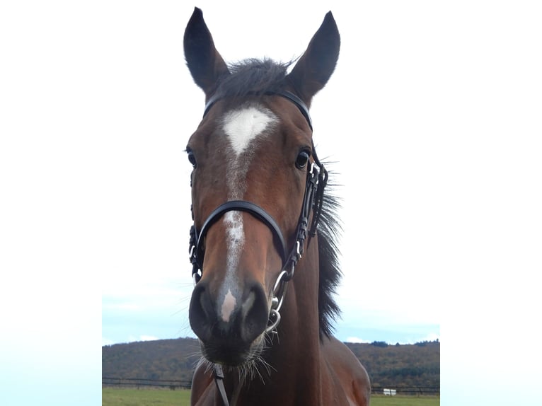 Thoroughbred Mare 5 years Brown in Lorch