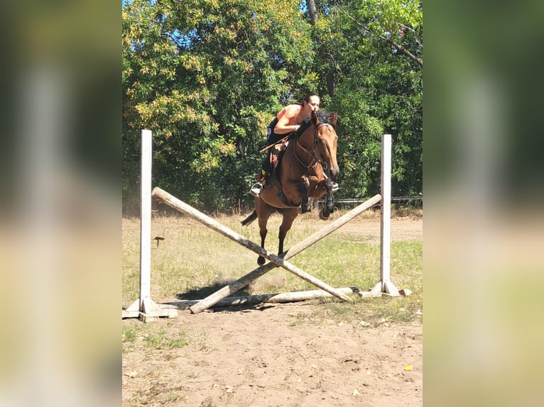 Thoroughbred Mare 5 years Brown in Dunakeszi