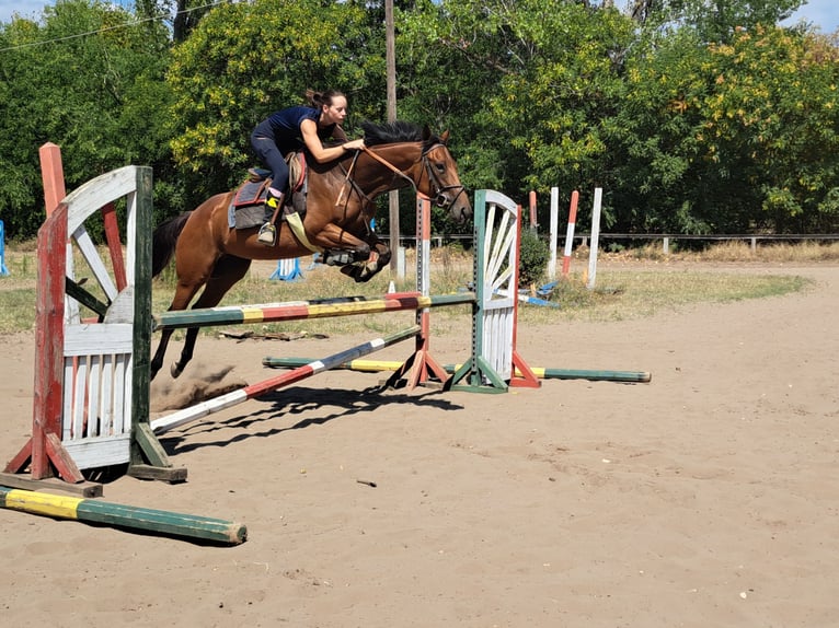 Thoroughbred Mare 5 years Brown in Dunakeszi