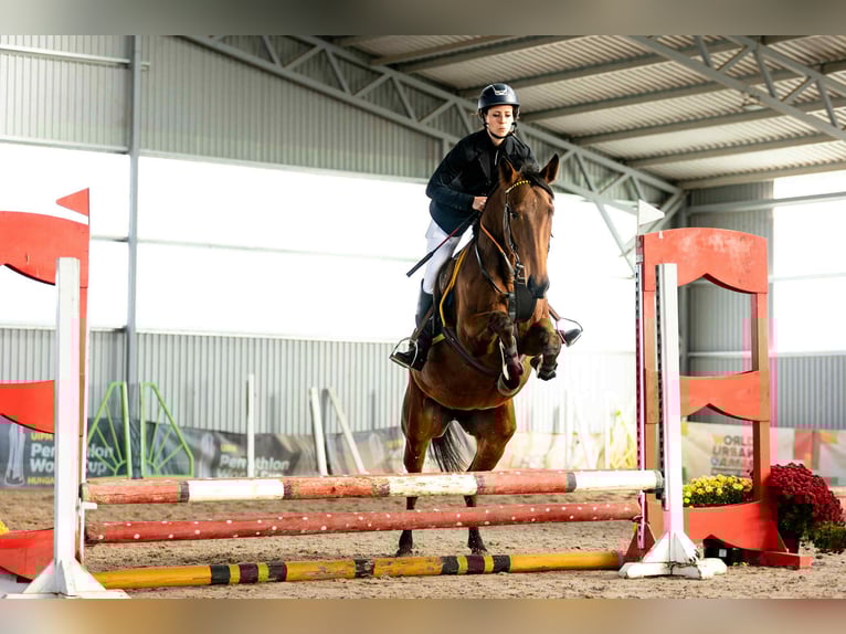 Thoroughbred Mare 5 years Brown in Dunakeszi