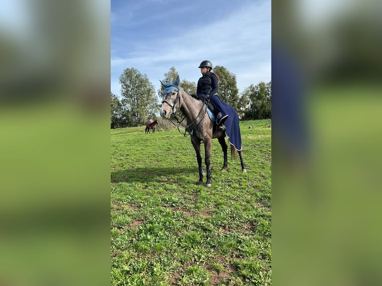 Thoroughbred Mare 5 years Brown in Santa Palomba Thoroughbred Mare 5 years Brown in Santa Palomba