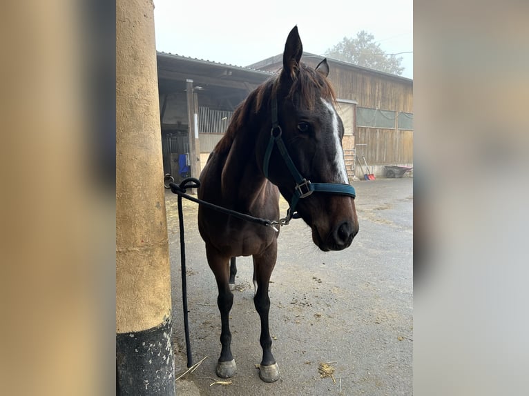 Thoroughbred Mare 6 years 14.3 hh Bay in Quirnbach