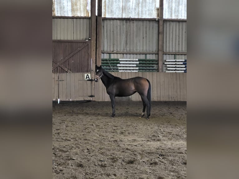 Thoroughbred Mare 6 years 14,2 hh Brown in DelligsenDelligsen