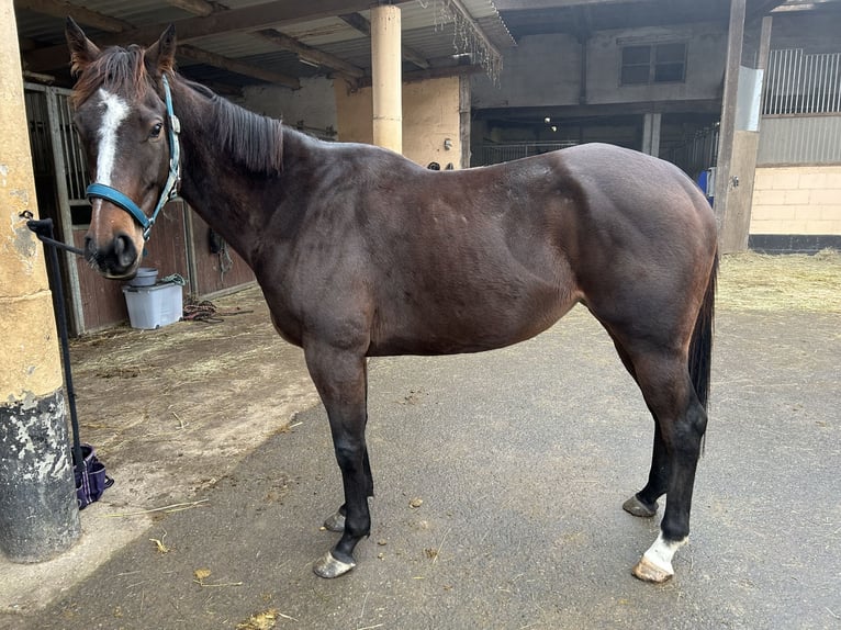 Thoroughbred Mare 6 years 14,3 hh Bay in Quirnbach