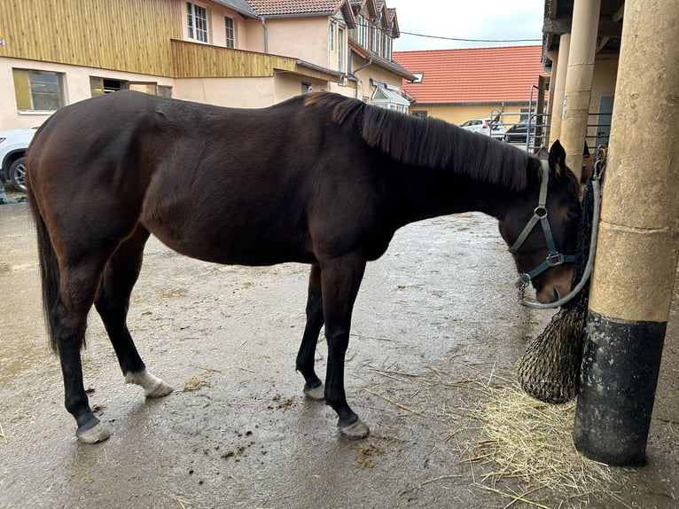 Thoroughbred Mare 6 years 14,3 hh Bay in Quirnbach
