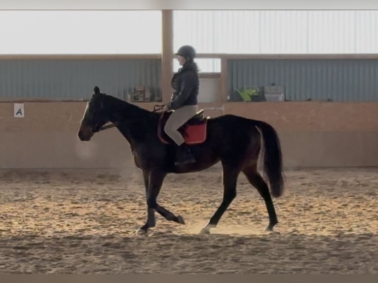 Thoroughbred Mare 6 years 14,3 hh Bay in Quirnbach
