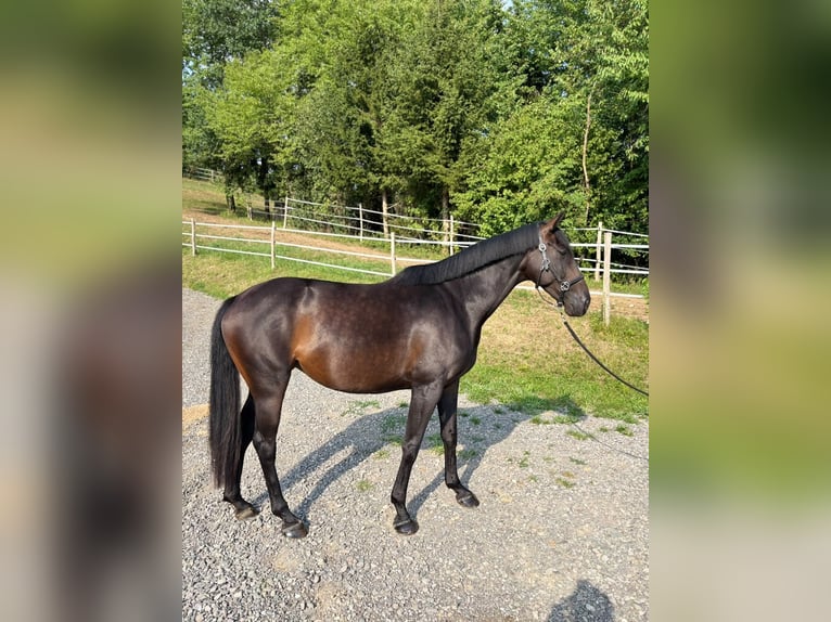 Thoroughbred Mare 6 years 15.2 hh Bay-Dark in Feldbach