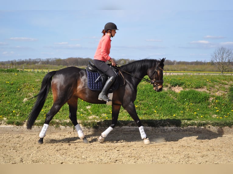 Thoroughbred Mare 6 years 15.2 hh Bay-Dark in Merzenich