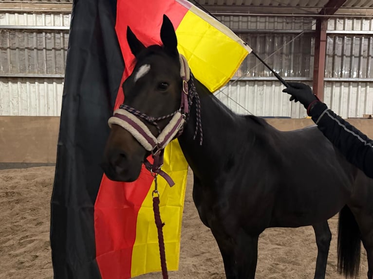 Thoroughbred Mare 6 years 15.2 hh Bay-Dark in Merzenich