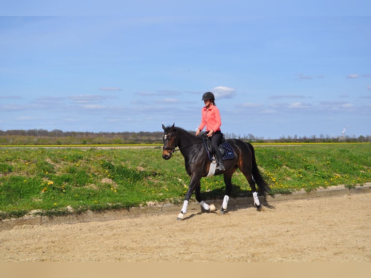 Thoroughbred Mare 6 years 15.2 hh Bay-Dark in Merzenich