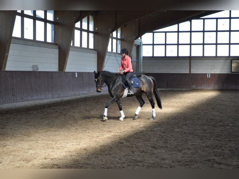 Thoroughbred Mare 6 years 15.2 hh Bay-Dark in Merzenich
