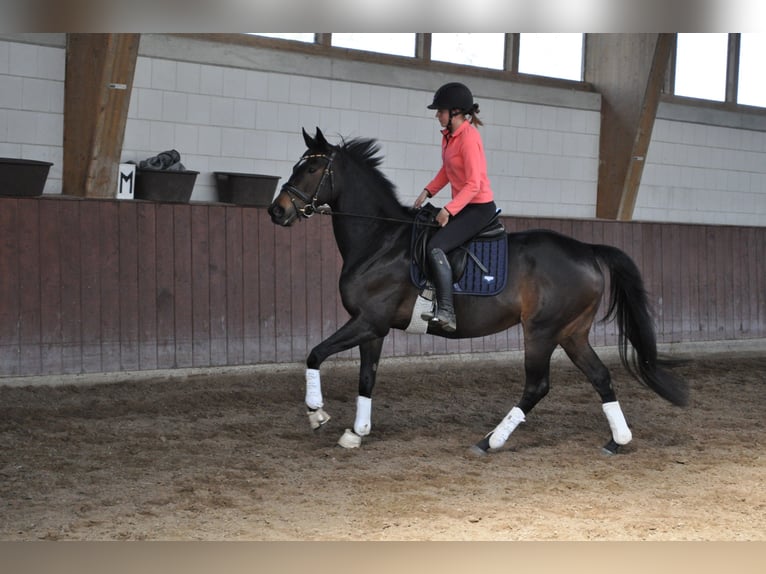 Thoroughbred Mare 6 years 15.2 hh Bay-Dark in Merzenich