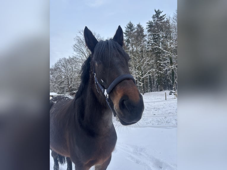 Thoroughbred Mix Mare 6 years 15.2 hh Bay-Dark in Geestland