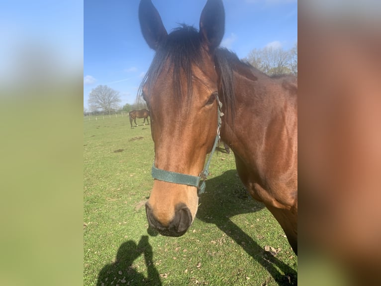 Thoroughbred Mare 6 years 15.2 hh Brown in Hamburg