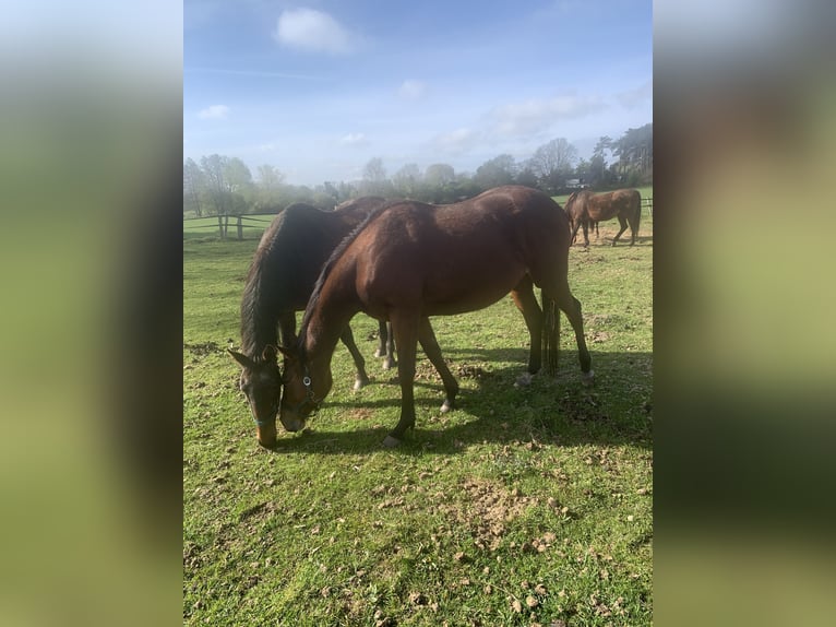 Thoroughbred Mare 6 years 15.2 hh Brown in Hamburg