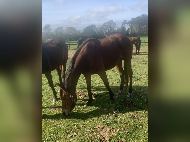 Thoroughbred Mare 6 years 15.2 hh Brown in Hamburg