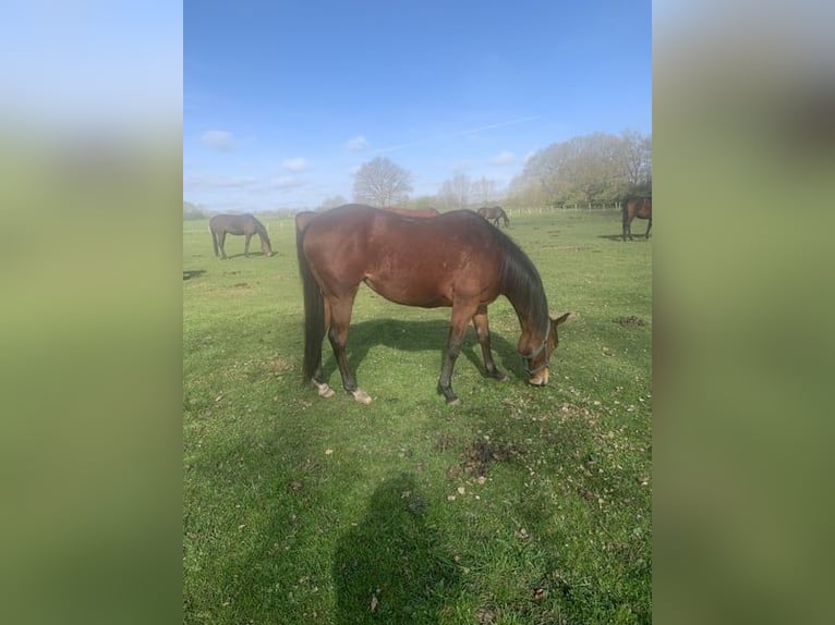 Thoroughbred Mare 6 years 15.2 hh Brown in Hamburg