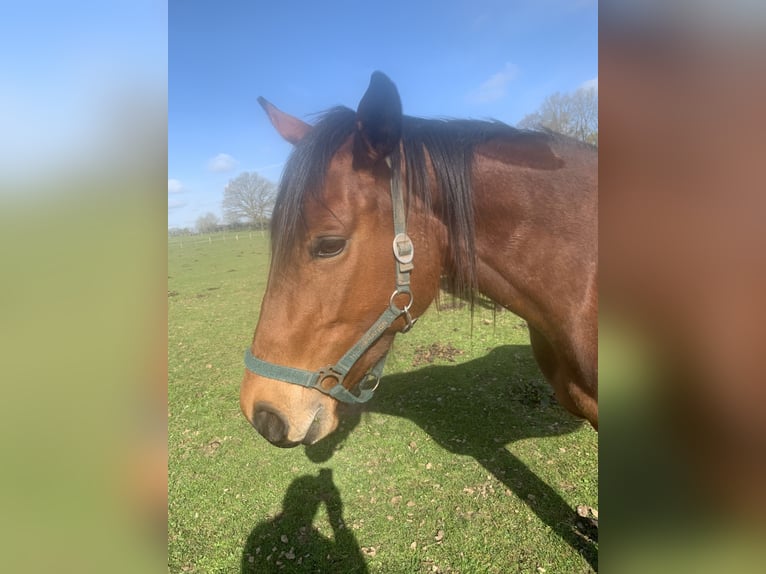 Thoroughbred Mare 6 years 15.2 hh Brown in Hamburg