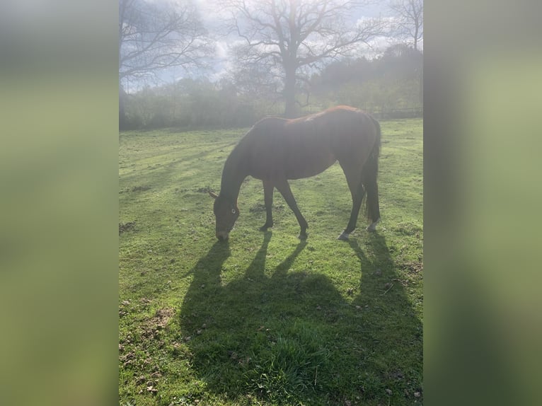 Thoroughbred Mare 6 years 15.2 hh Brown in Hamburg