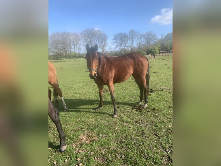 Thoroughbred Mare 6 years 15.2 hh Brown in Hamburg