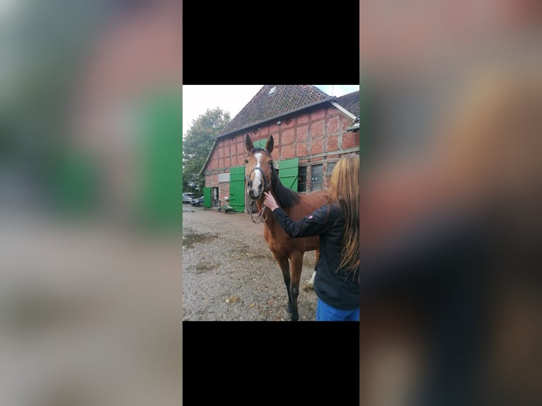 Thoroughbred Mare 6 years 15,2 hh Brown in Neustadt am Rübenberge