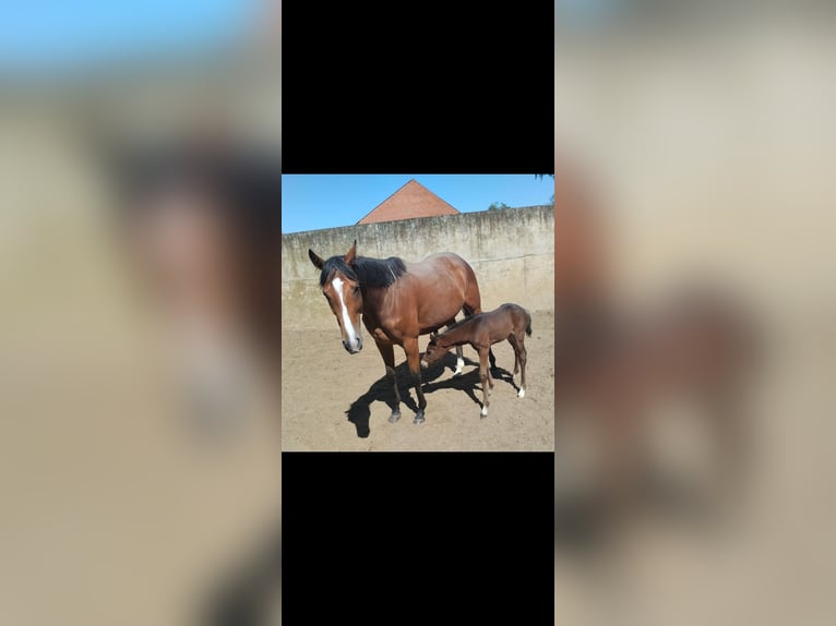 Thoroughbred Mare 6 years 15,2 hh Brown in Neustadt am Rübenberge