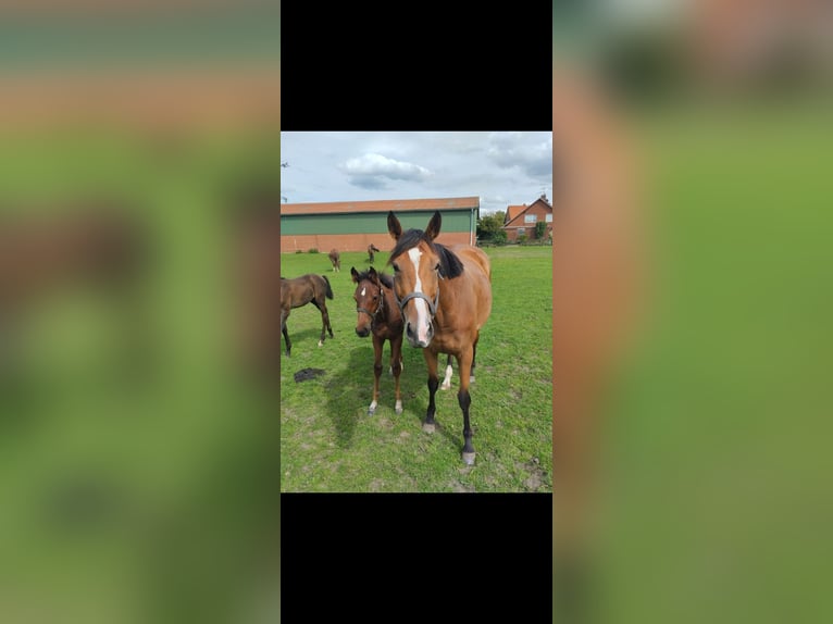 Thoroughbred Mare 6 years 15,2 hh Brown in Neustadt am Rübenberge