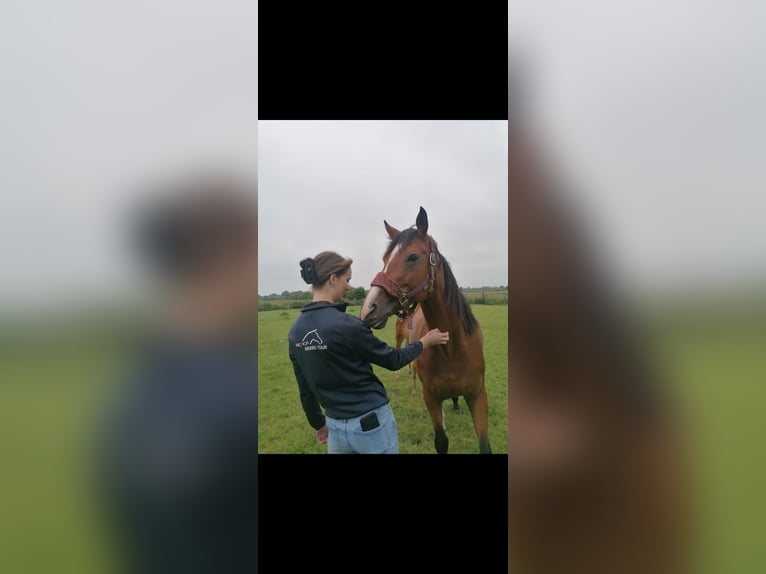 Thoroughbred Mare 6 years 15,2 hh Brown in Neustadt am Rübenberge