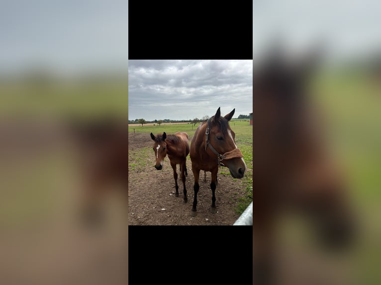 Thoroughbred Mare 6 years 15,2 hh Brown in Neustadt am Rübenberge